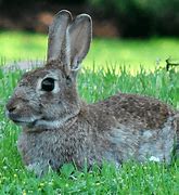 Image result for Rabbit Facts for Preschoolers