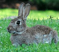 Image result for Funny Animal Pictures Rabbit