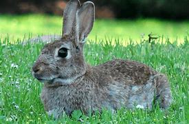 Image result for Unusual Facts About Rabbits