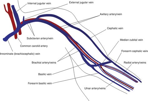 Brachial Artery And Vein Diagram