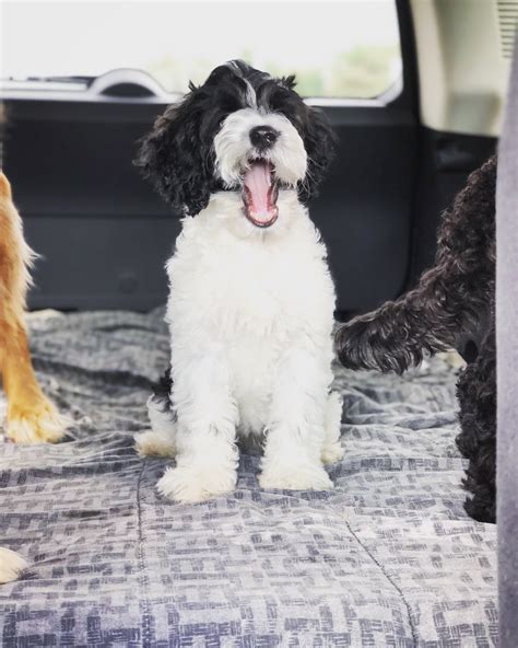 Maxi Cockapoo 的图像结果