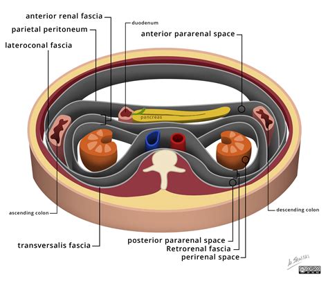 Retroperitoneal - us retroperitoneal complete