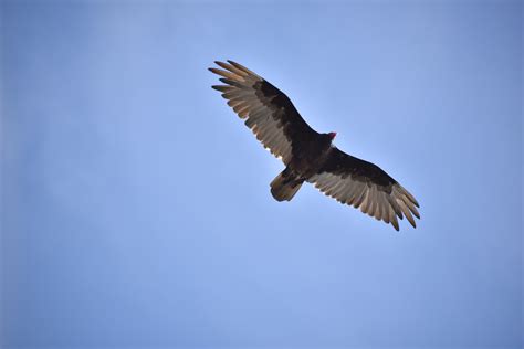 Image result for Turkey Trot Tutorial