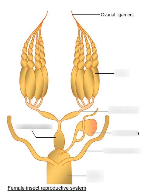 Image result for Insect Sexual Reproduction