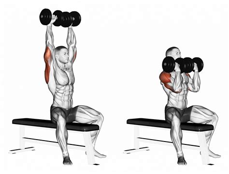 How To Do An Arnold Dumbbell Press For Schwarzenegger Shoulders