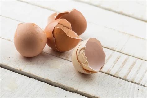 Image result for Egg Shell Recycle