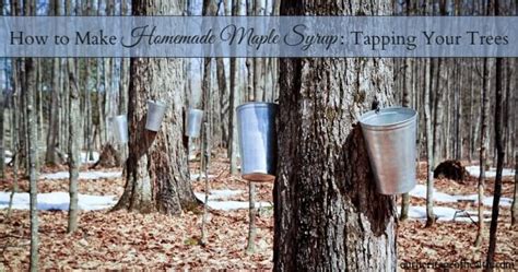 Image result for Extracting Maple Syrup From Trees