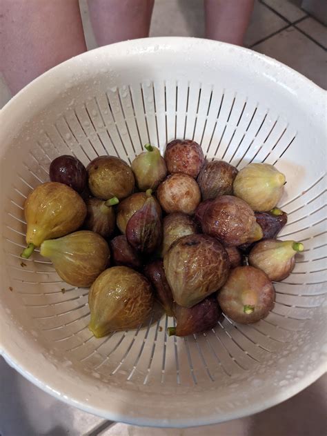 I love fig season : r/nolagardening
