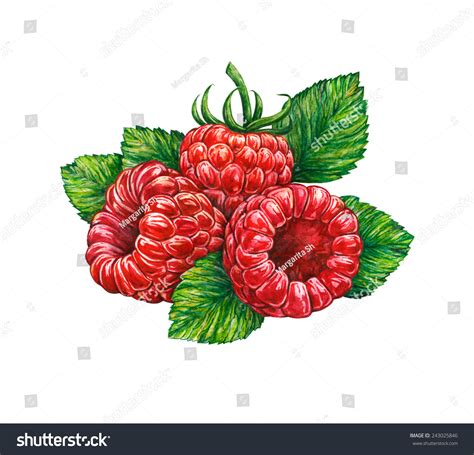 Great Illustration Of Raspberry Isolated On White Background. Water ...