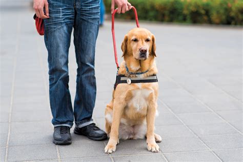 How Do Dogs Help People