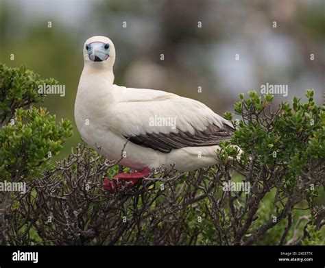 Red footed booby (Sula sula), Ile Sud Ouest, Cosmoledo Atoll, Seychelles, Indian Ocean Stock ...