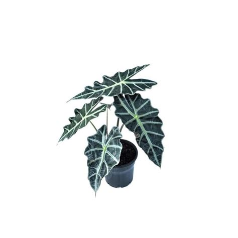 Buy Creative Farmer Gardening Plant Alocasia Signal Plants, 10 Cm Pot ...