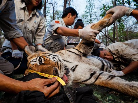 Animal Poaching Tigers
