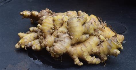 Schismatoglottis wallichii: Best care guide for tropical gardeners ...