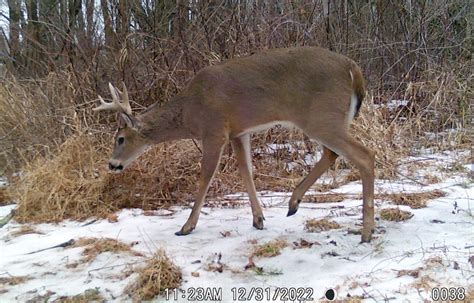 Doe tags, antlerless deer licenses in Pennsylvania go on sale in June
