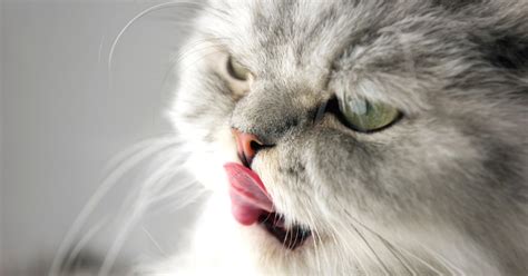 Image result for How to Help a Panting Cat