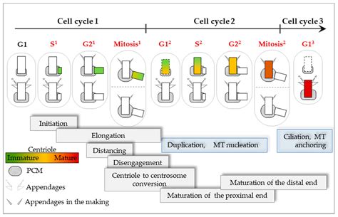 With Age Comes Maturity: Biochemical and Structural Transformation of a ...
