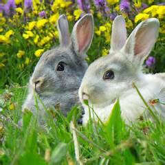 RABBITS RABBITS RABBITS