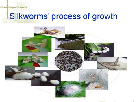 蚕生长的四个过程图片简笔画-蚕一二三四五龄图片及生长过程-趣丁网