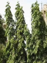Indian Ashoka Plant Seeds (Polyalthia longifolia Var. pendula) - 1 Kg ...