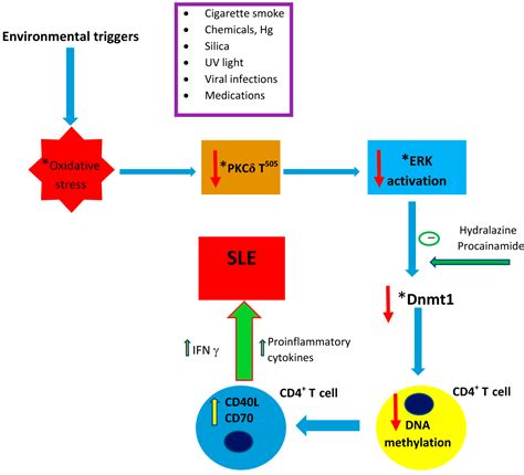 Environmental Factors, Toxicants and Systemic Lupus Erythematosus
