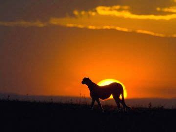 11 Days Nairobi, Samburu, Masai Mara with Amboseli Nature Vacation ...