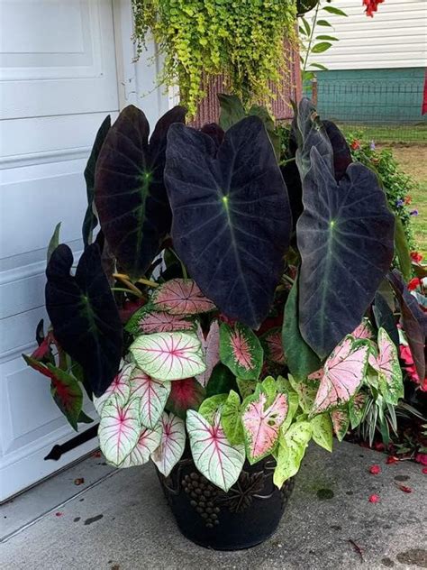 Ritz Farming® Beautiful Caladium flower bulbs black Flower Bulb For ...