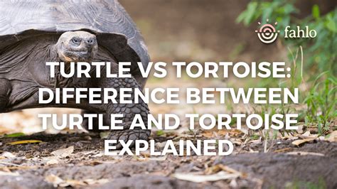 Turtle Vs Tortoise: Difference Between Tortoise & Turtle Guide | Fahlo