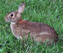 Image result for Rabbit Emerging into Spring