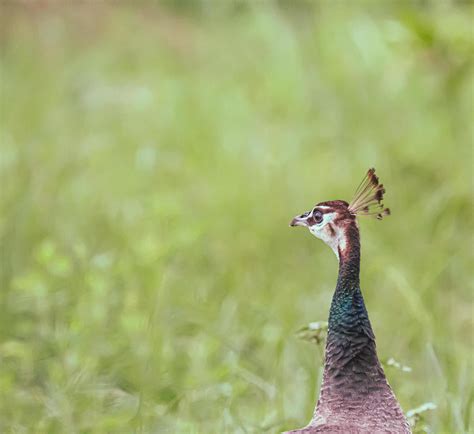 Peacock and green grass 1484753 Stock Photo at Vecteezy