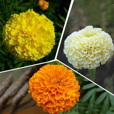 Genda flower plant,plant for genda flower (Pack of 4) : Amazon.in ...