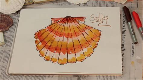 Scallop Shell Drawing 的图像结果
