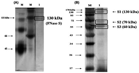 Marine Drugs | Special Issue : Marine Glycoconjugates