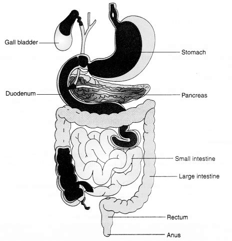 Image result for Class 7 Science Chapter 2