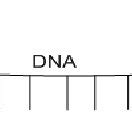 Image result for TaqMan Probe Structure