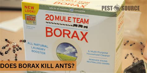 Borax And Ants