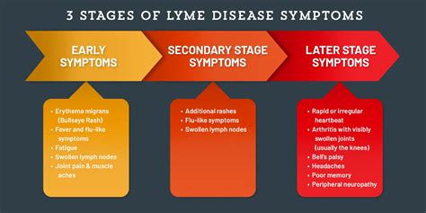 Different Stages Of Lyme Disease