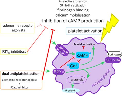 Adenosine Receptor Agonists Increase the Inhibition of Platelet ...