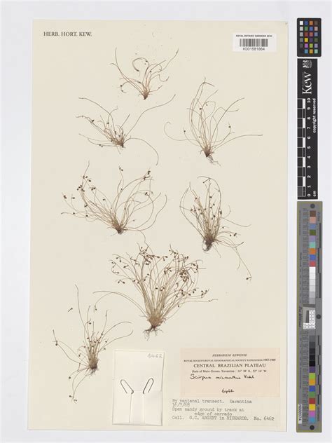 Cyperus subsquarrosus (Muhl.) Bauters | Plants of the World Online ...