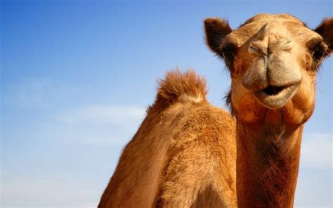 Image result for Apache Camel Tutorial