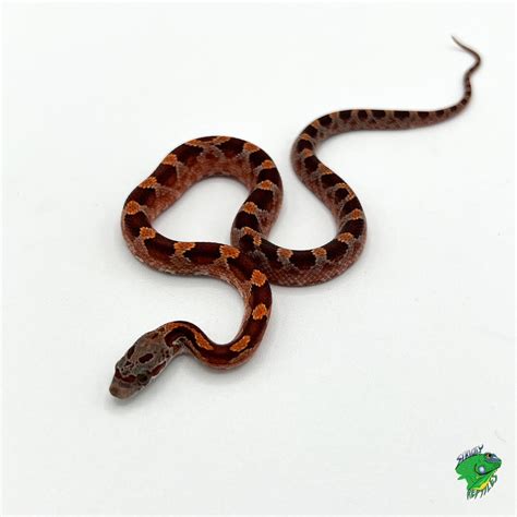 Blizzard Blood Red White Out Corn Snake – baby – Strictly Reptiles Inc.