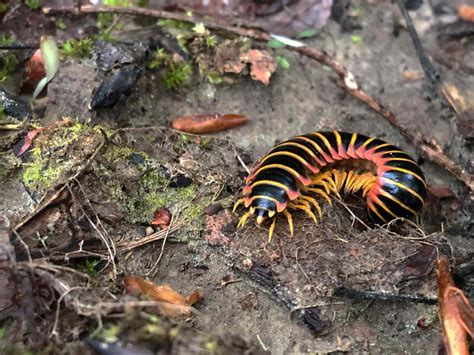 Giant African Millipede Cyanide