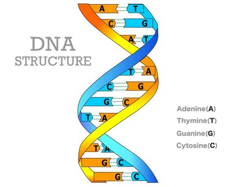 Image result for DNA Microarray Data