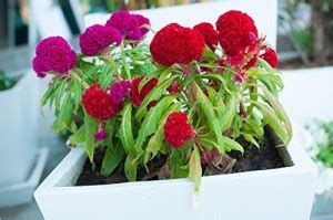 CYBEXIS Celosia Cockscomb Dwarf Mix (Cristata Nana)Seeds Seed Price in ...