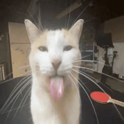 Image result for Cat Coding at Computer