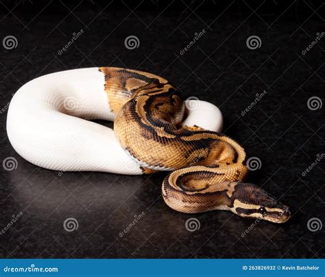 Image result for Pied Python