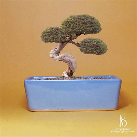 KS ARTS COLLECTION - KS Rectangle Ceramic Bonsai Tray
