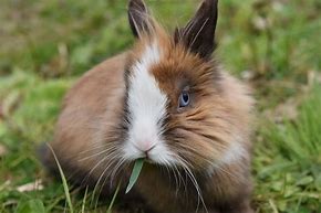 Image result for Funny Bunny Rabbit Faces