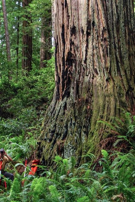 Image result for Hyperion Tree Facts