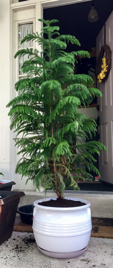 Growing Norfolk Island Pine Trees - Norfolk Island Pine Care Tips ...